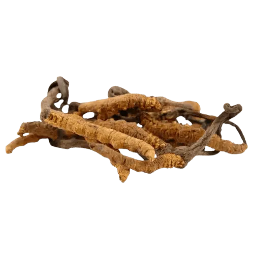 Cordyceps